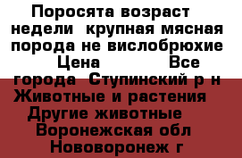 Поросята возраст 4 недели, крупная мясная порода(не вислобрюхие ) › Цена ­ 4 000 - Все города, Ступинский р-н Животные и растения » Другие животные   . Воронежская обл.,Нововоронеж г.